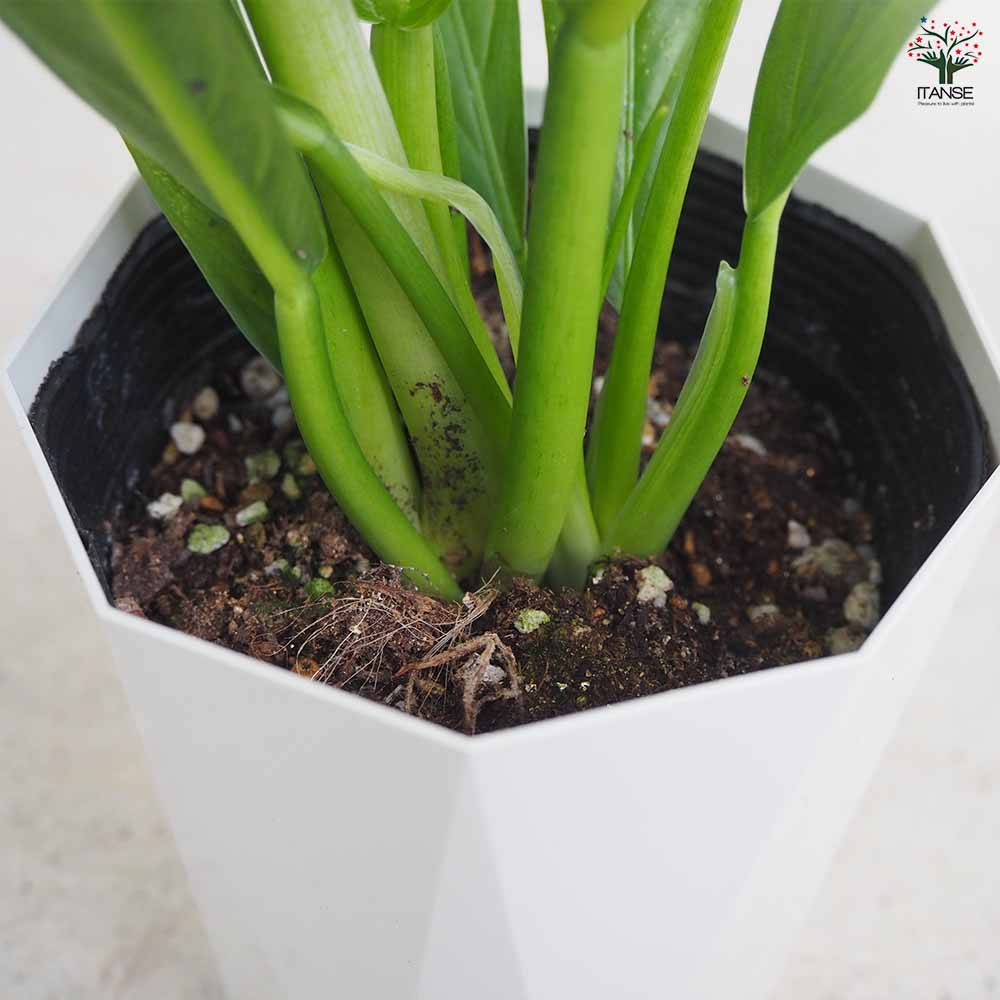 フィロデンドロン カンピー 【観葉植物 4号鉢／1個売り】｜ 【植物の