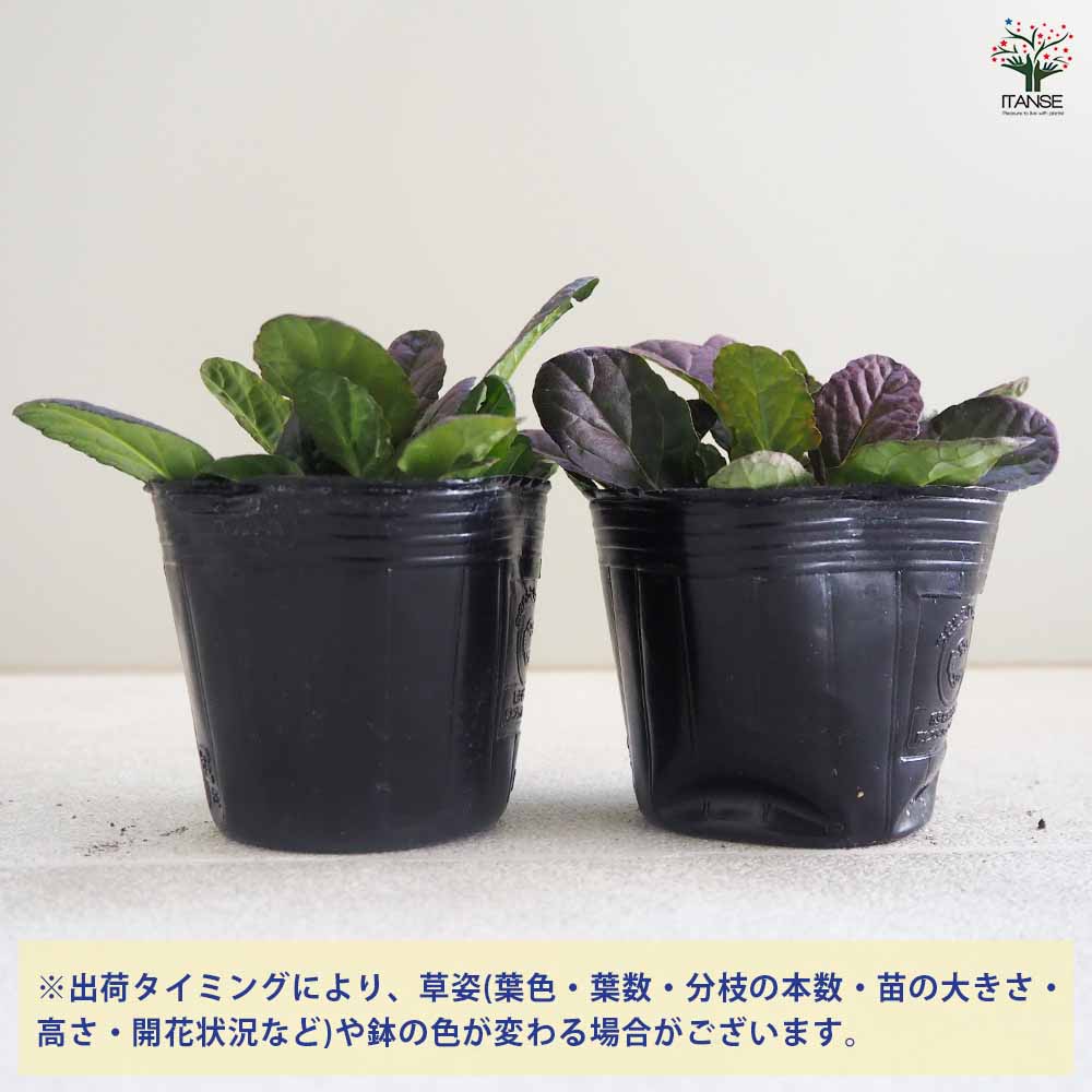 アジュガ ダークマホガニー 2個～【花苗 3号ポット】｜ 【植物の