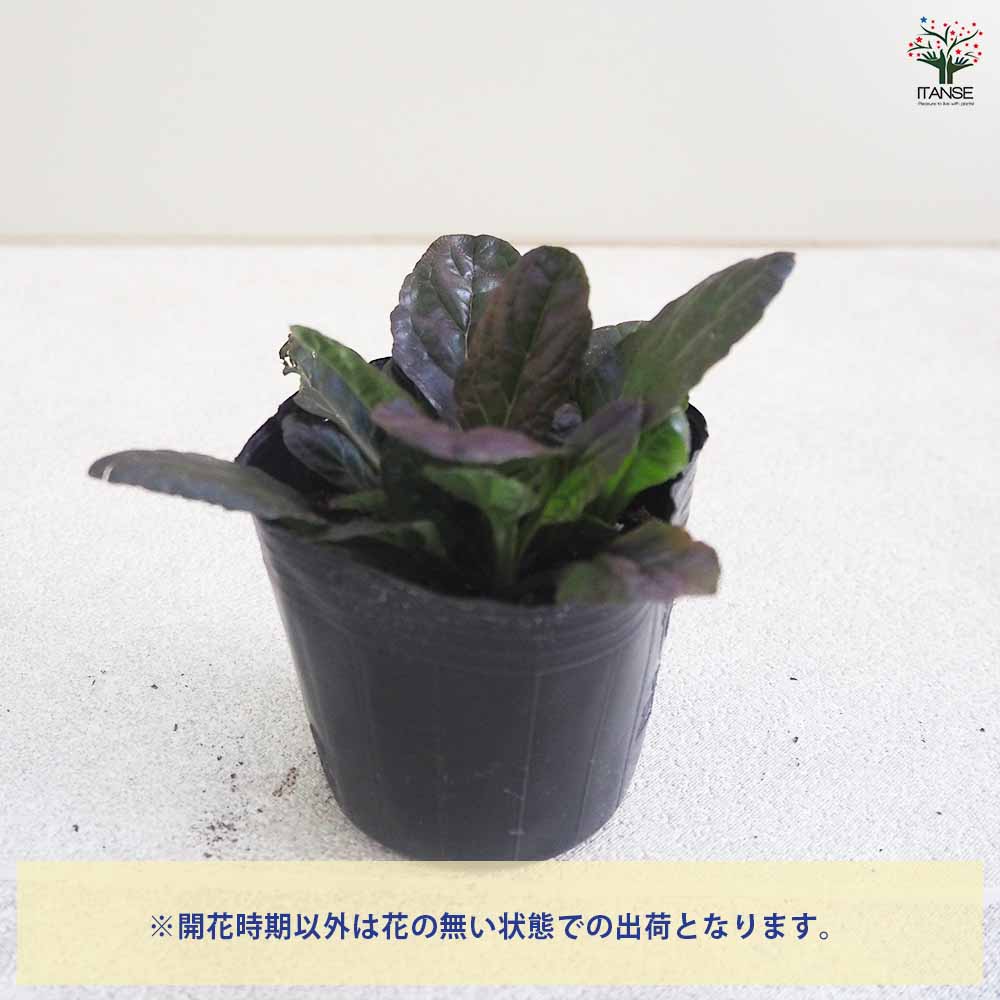 アジュガ ダークマホガニー 2個~【花苗 3号ポット】| 【植物の アジュガ ダークマホガニー 2個~【花苗 3号ポット】| 【植物の