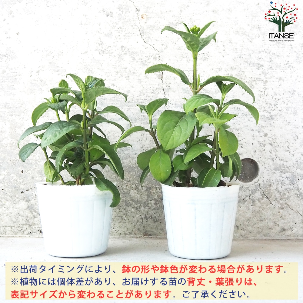常山アジサイ 碧のひとみ 【花木苗 3～4号鉢】｜ 【植物のITANSE