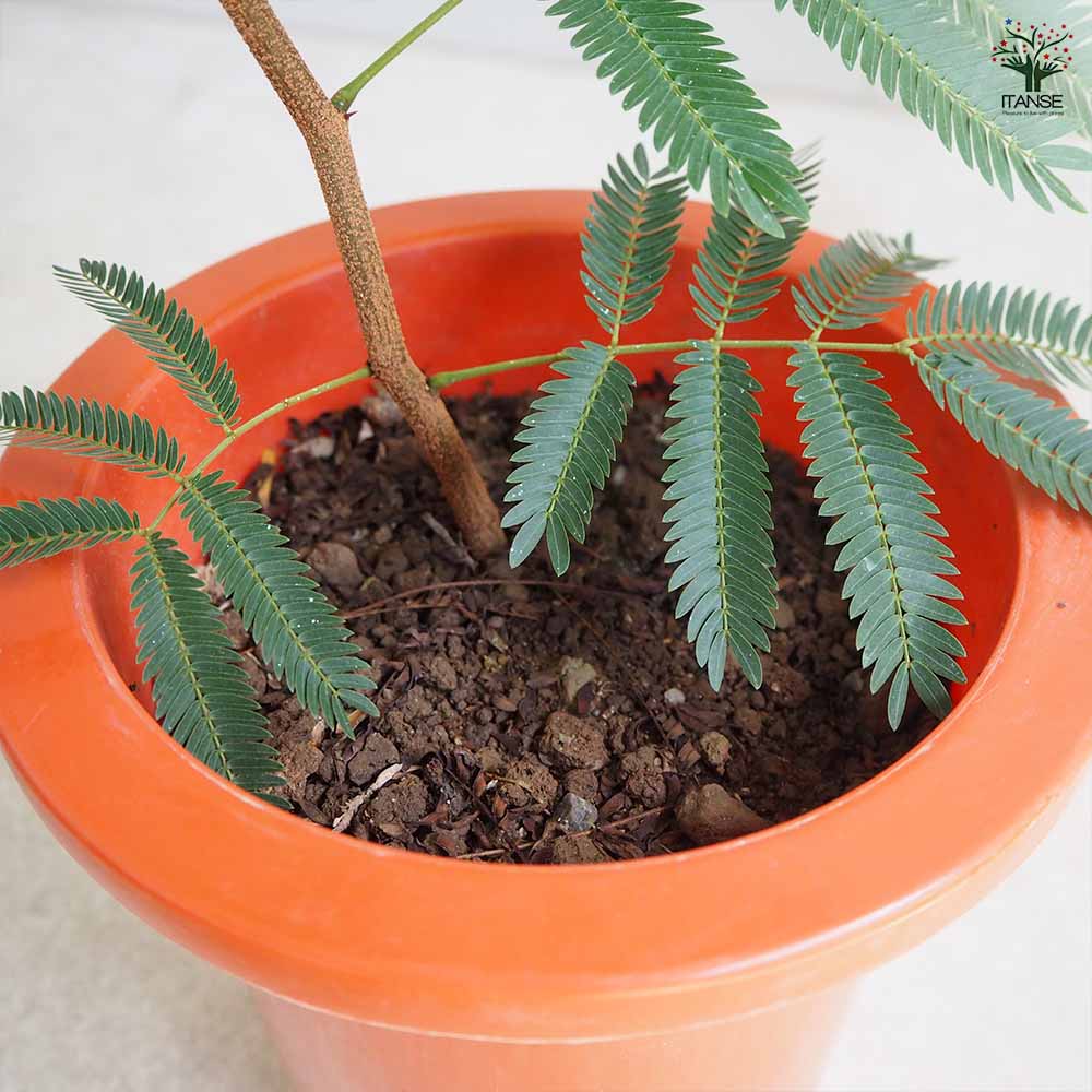 エバーフレッシュ(アカサヤネムノキ)【観葉植物 5号鉢／1個売り