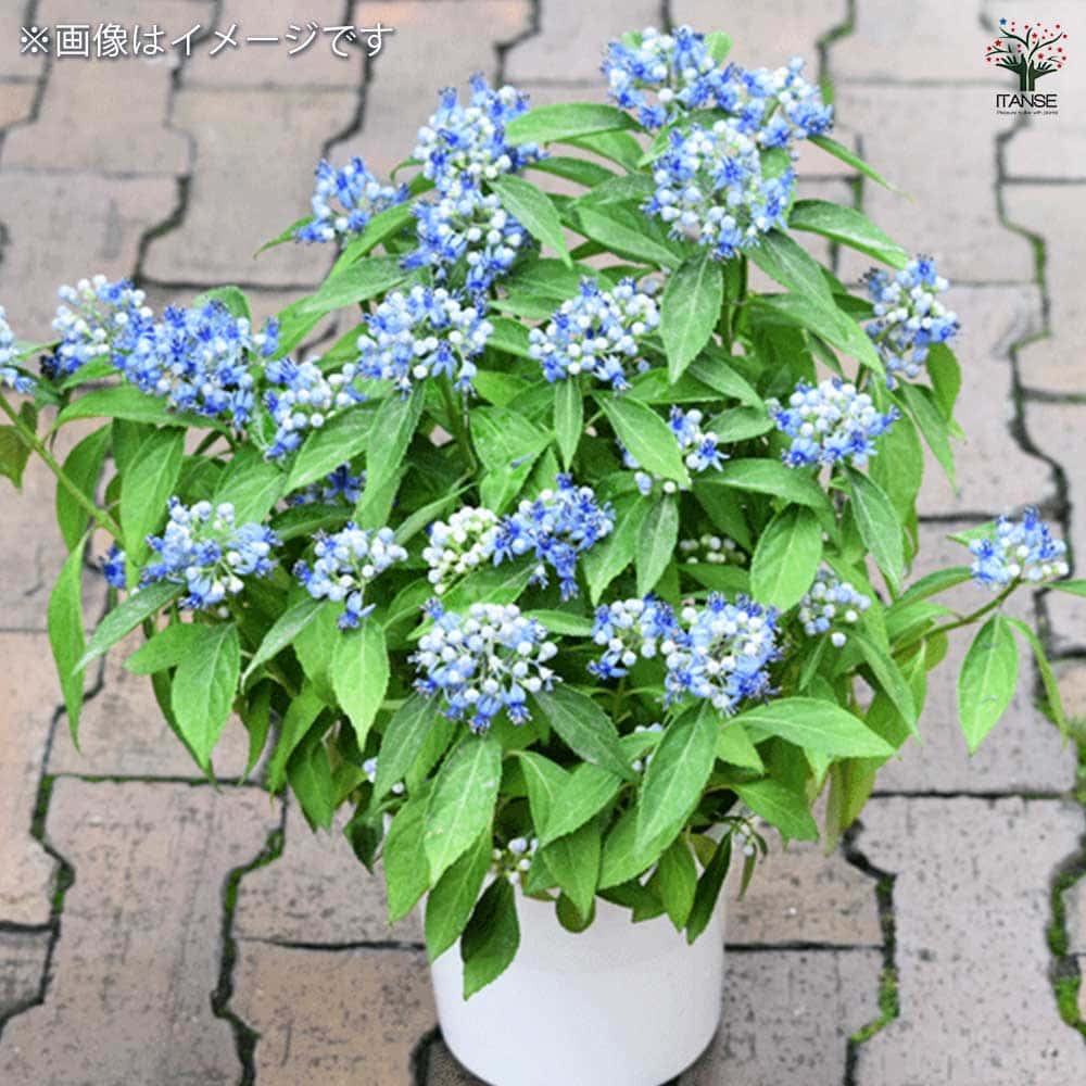 常山アジサイ 碧のひとみ 【花木苗 4号鉢】｜ 【植物のITANSE