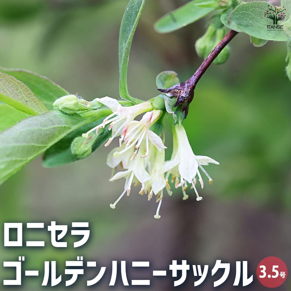 ロニセラ ゴールデンハニーサックル 【花木苗 3.5号ポット】