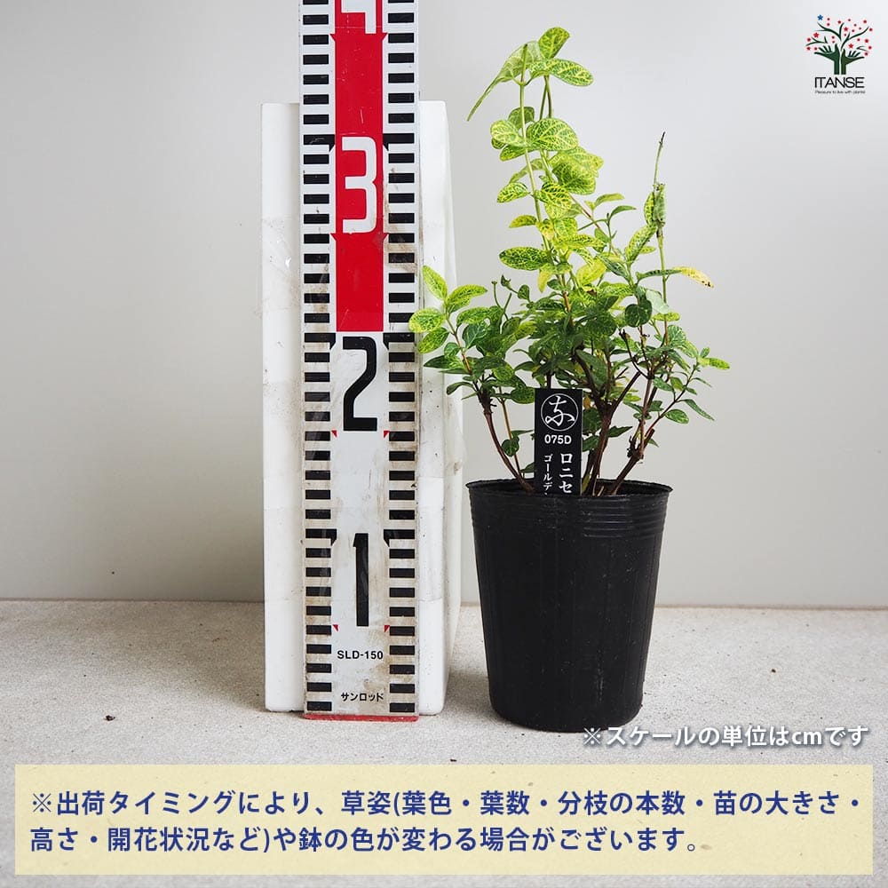 ロニセラ ゴールデンハニーサックル 【花木苗 3.5号ポット】