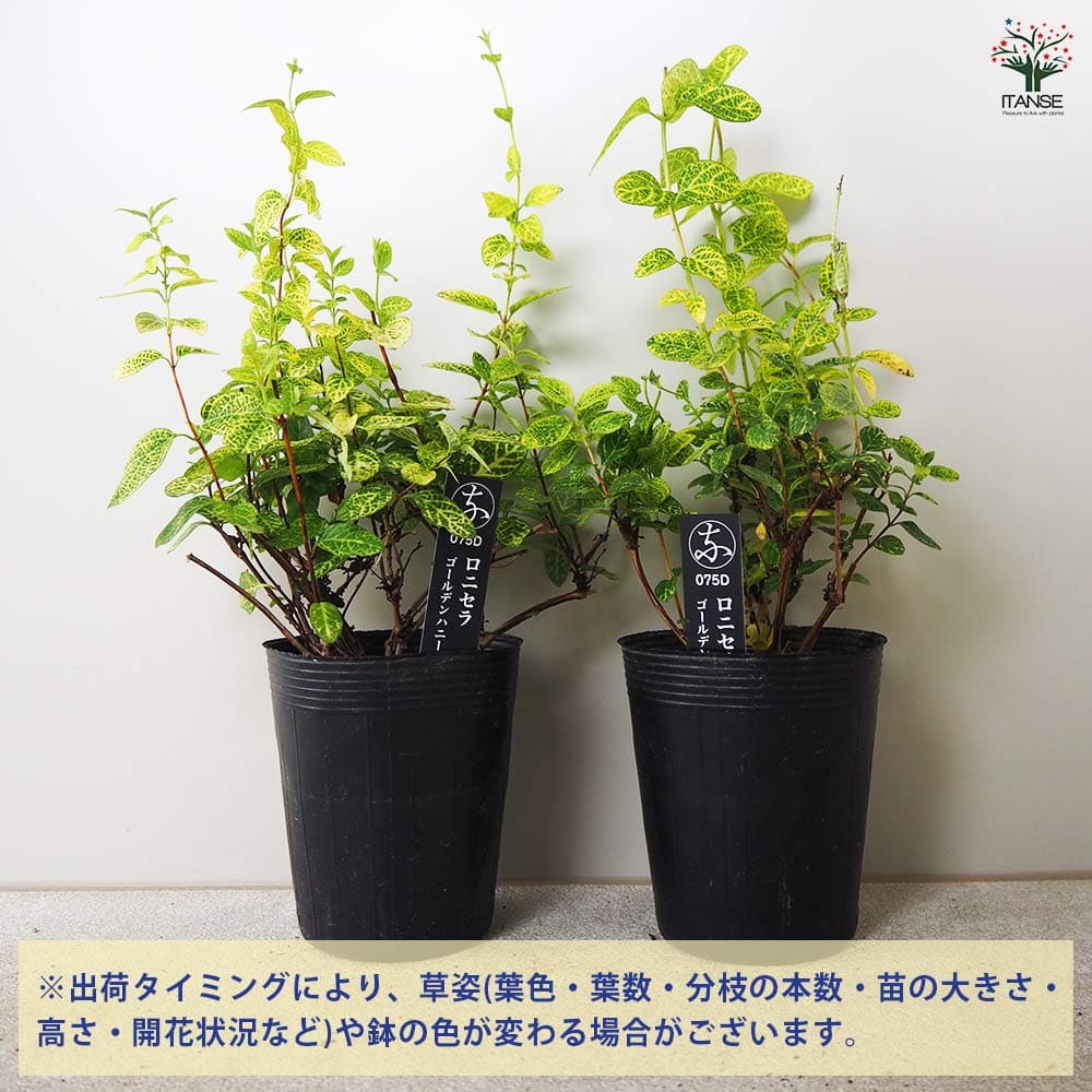 ロニセラ ゴールデンハニーサックル 【花木苗 3.5号ポット】｜ 【植物