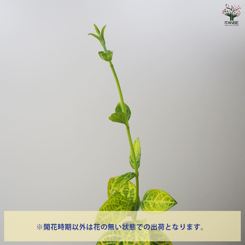 ロニセラ ゴールデンハニーサックル 【花木苗 3.5号ポット】｜ 【植物