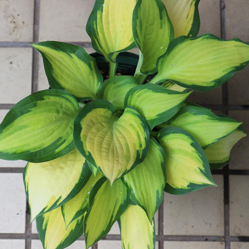 Itanse良品ｾﾚｸﾄ通販