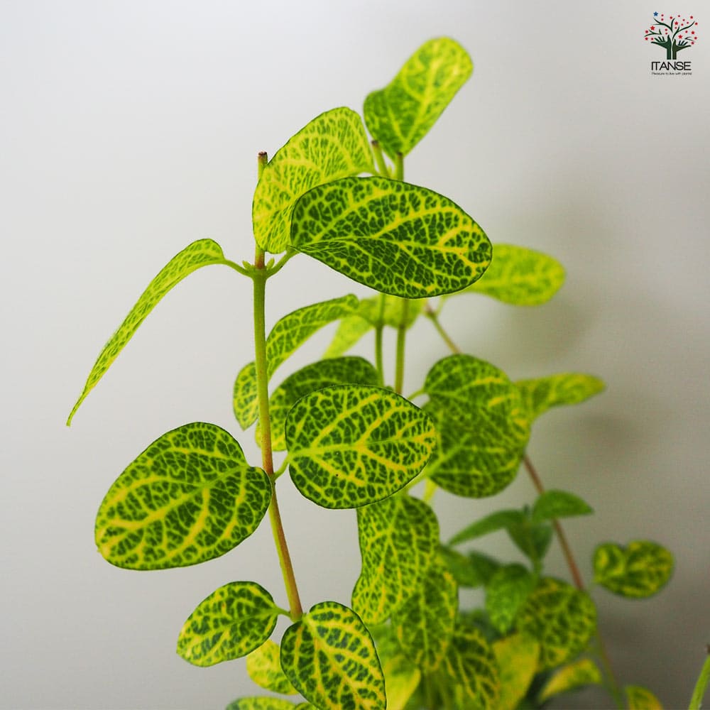 ロニセラ ゴールデンハニーサックル 【花木苗 3.5号ポット】｜ 【植物