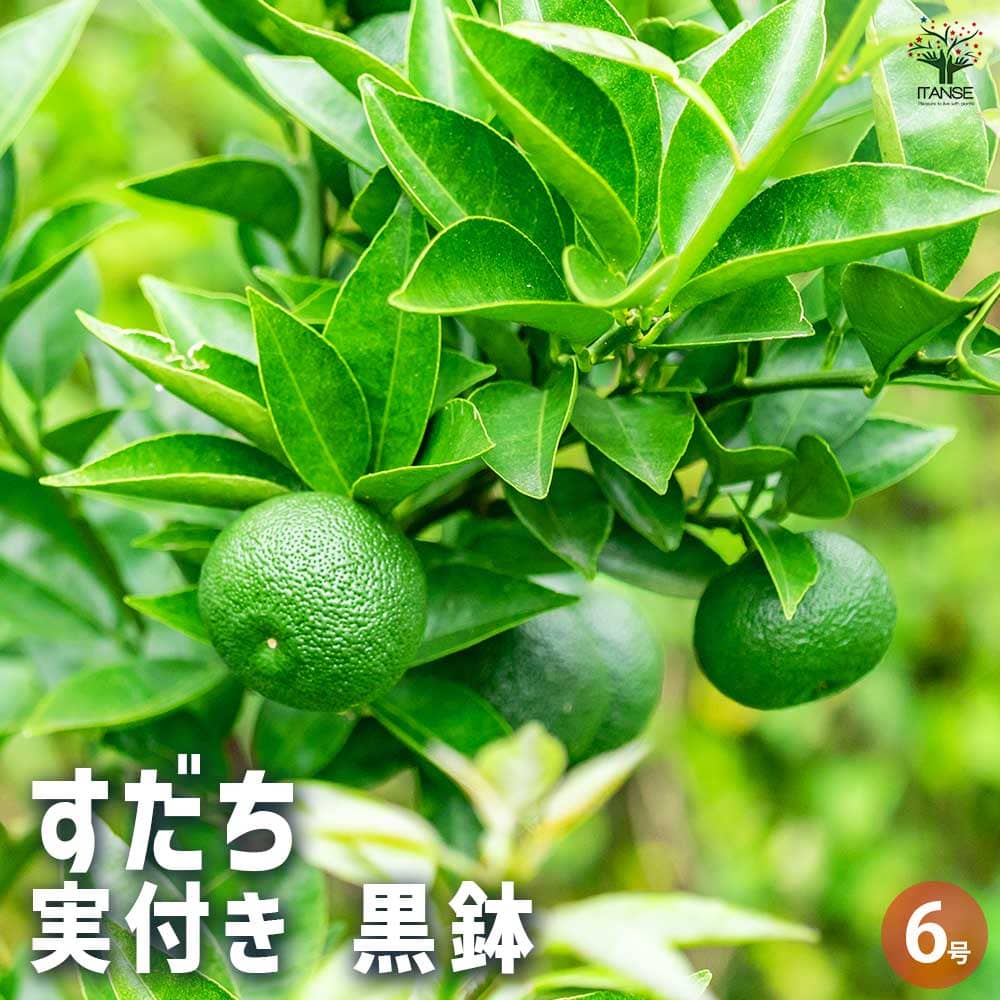 すだち 黒鉢 【果樹の苗木 6号／1個売り】