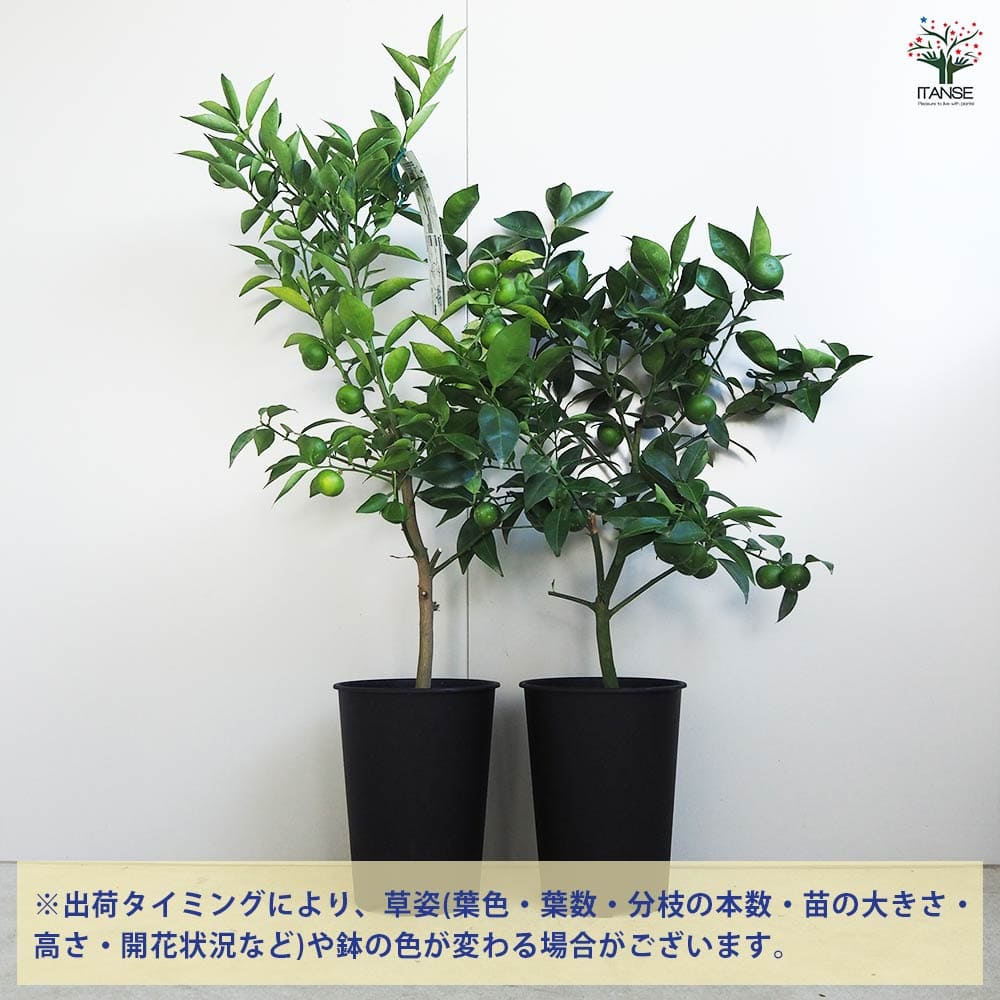 アチャチャイル。果樹 苗 、鉢ごと無料で発送致します。 楽天市場】【ポイント2倍☆マラソン期間】ライチ苗 島津ライチ