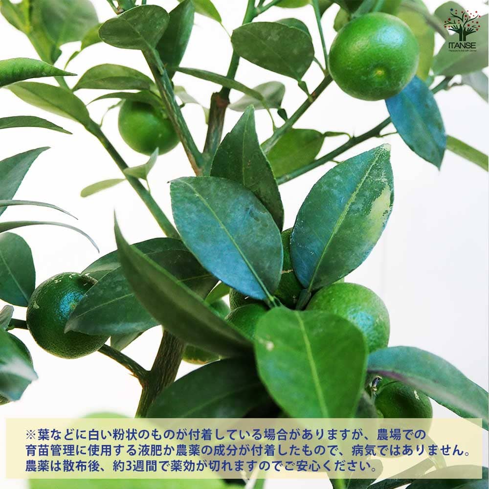 すだち 黒鉢 【果樹の苗木 6号／1個売り】