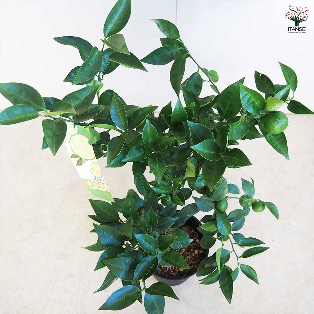 すだち 黒鉢 【果樹の苗木 6号／1個売り】