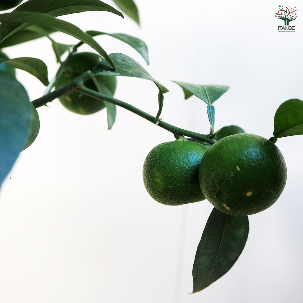 すだち 黒鉢 【果樹の苗木 6号／1個売り】