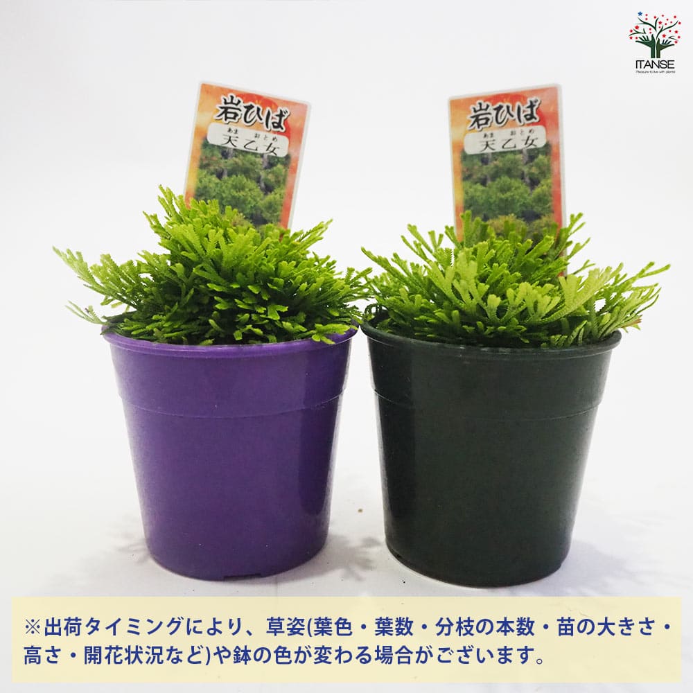 観葉植物 イワヒバ 天乙女 【観葉植物 2.5号／1個売り】｜ 【植物の