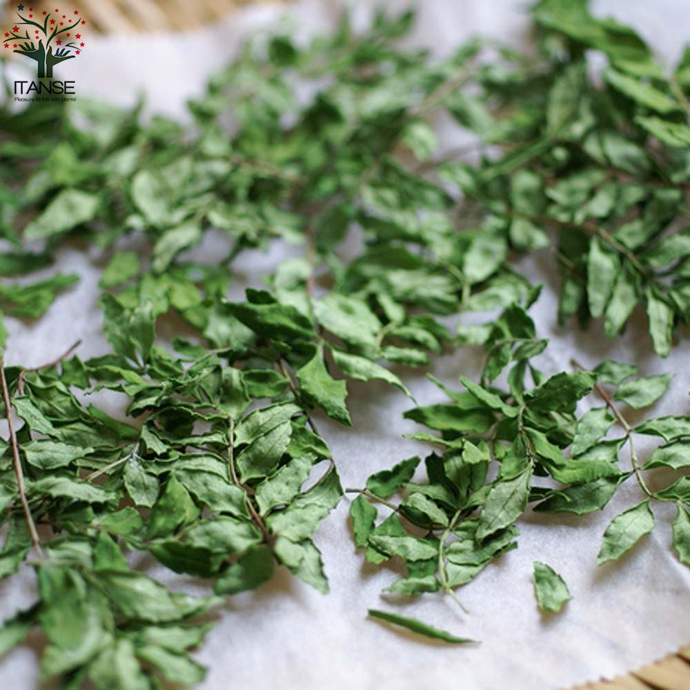 山椒の苗木 葉山椒 ハザンショウ【果樹の苗 3～3.5号ポット苗／1