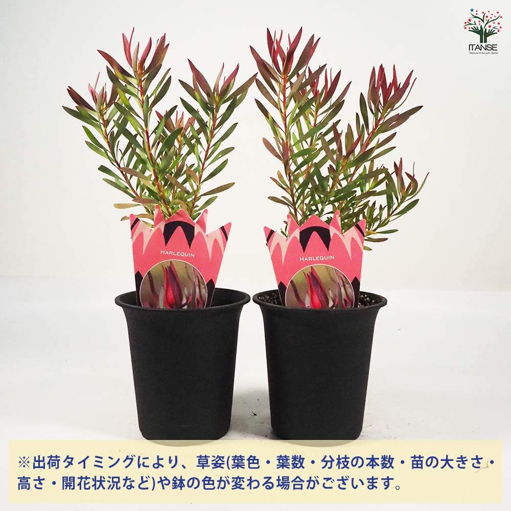 リューカデンドロン　ハーレクイーン　1 リューカデンドロン ハーレークイーン 【花木苗 4号鉢／1個売り