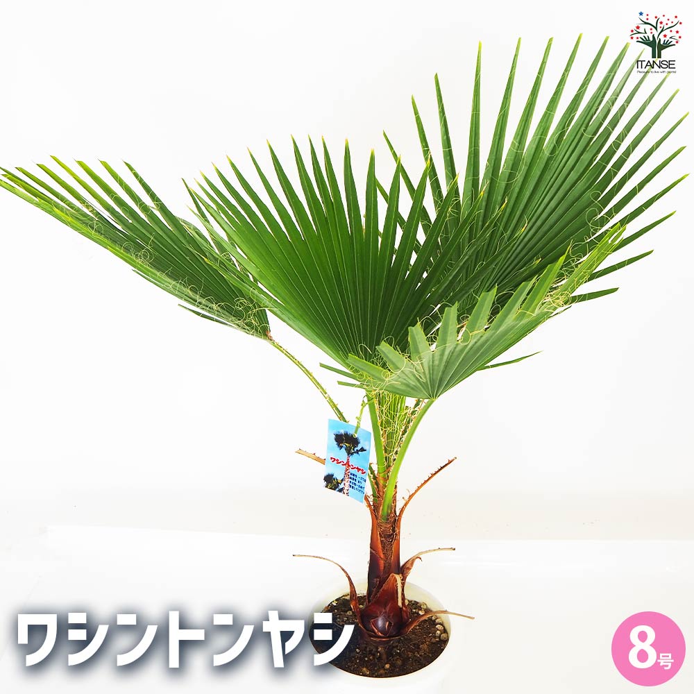 観葉植物 ワシントンヤシ  【観葉植物 8号／1個売り】