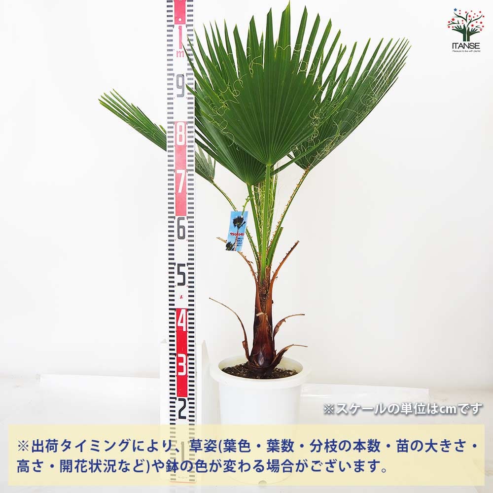観葉植物 ワシントンヤシ  【観葉植物 8号／1個売り】