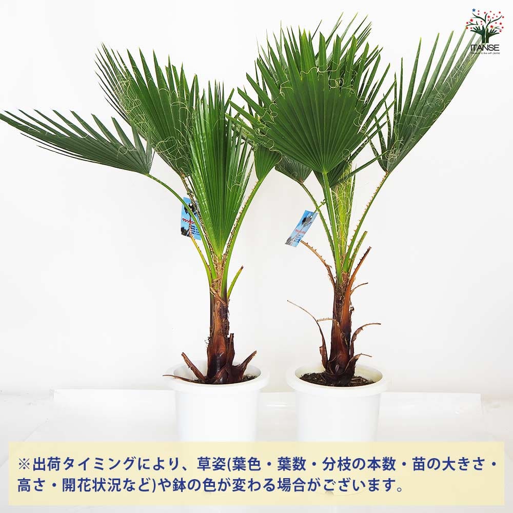 観葉植物 ワシントンヤシ 【観葉植物 8号／1個売り】｜ 【植物の