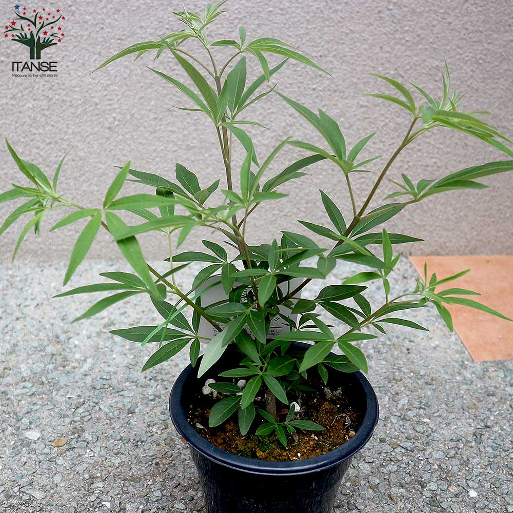 セイヨウニンジンボク ブルー【庭木 5号鉢／1個売り】｜ 【植物の