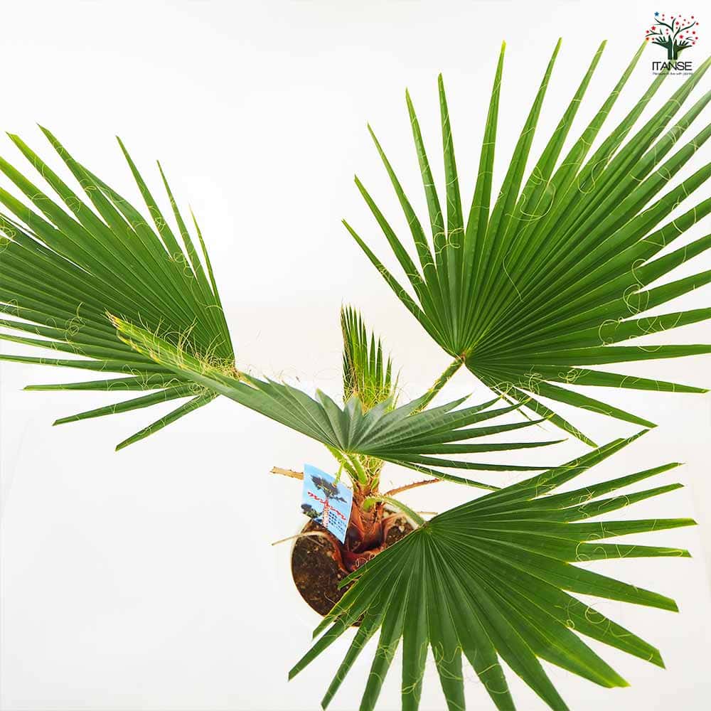 観葉植物 ワシントンヤシ  【観葉植物 8号／1個売り】