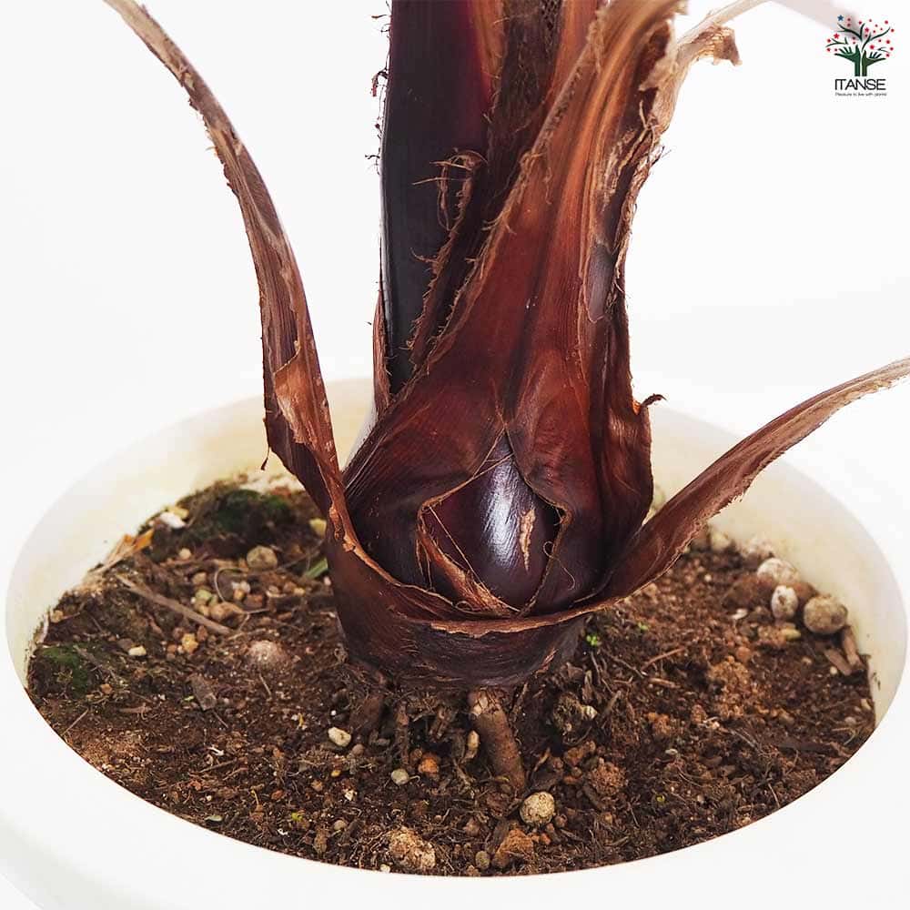 観葉植物 ワシントンヤシ 【観葉植物 8号／1個売り】｜ 【植物の
