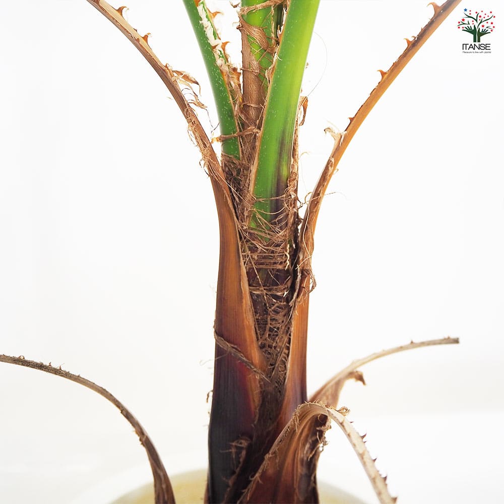 観葉植物 ワシントンヤシ  【観葉植物 8号／1個売り】