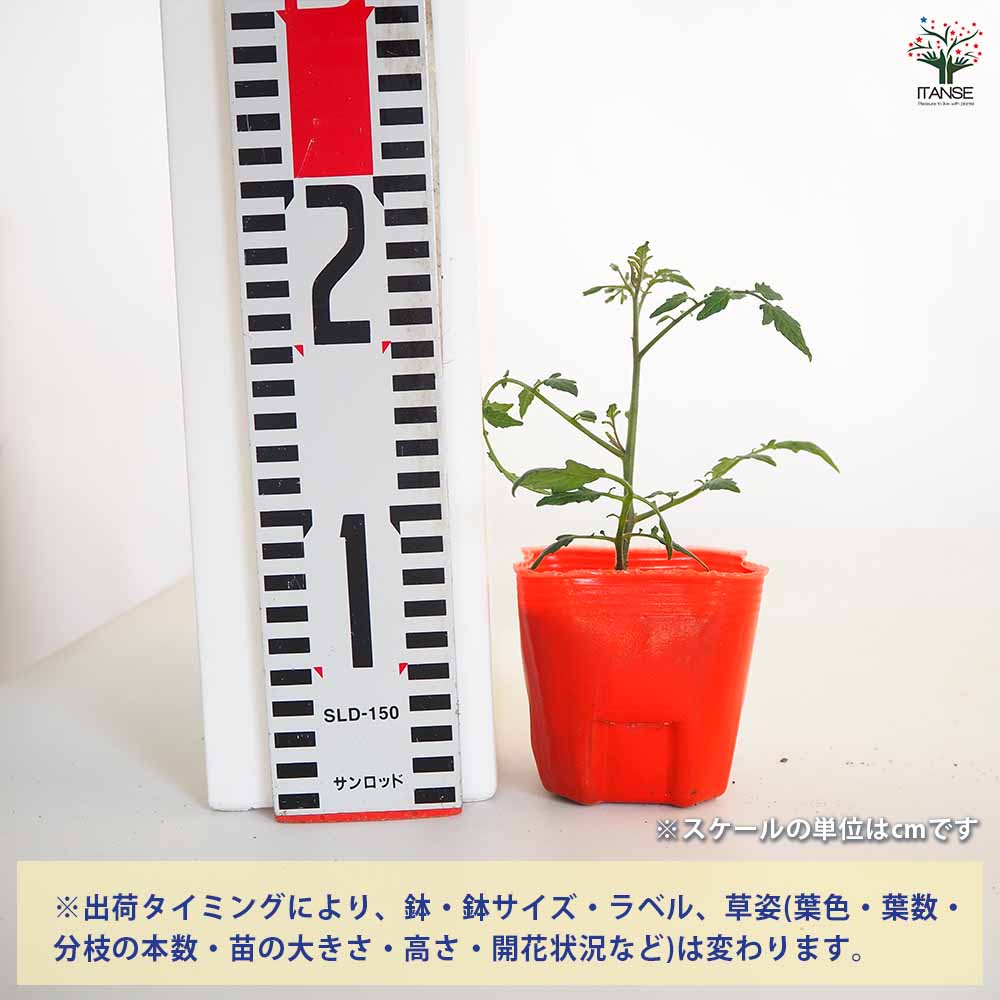 高糖度ミニトマトの苗 ミラクルリッチ2個～ 【野菜の苗 3号】