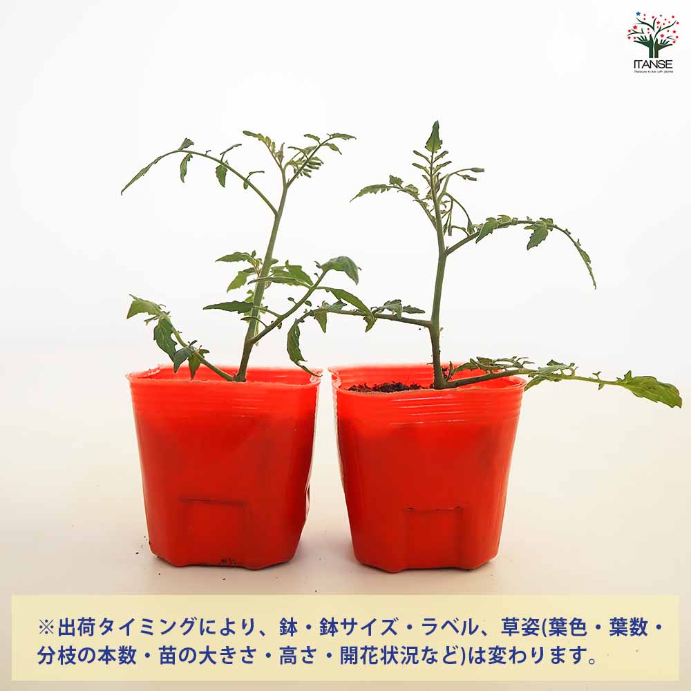 高糖度ミニトマトの苗 ミラクルリッチ2個～ 【野菜の苗 3号】