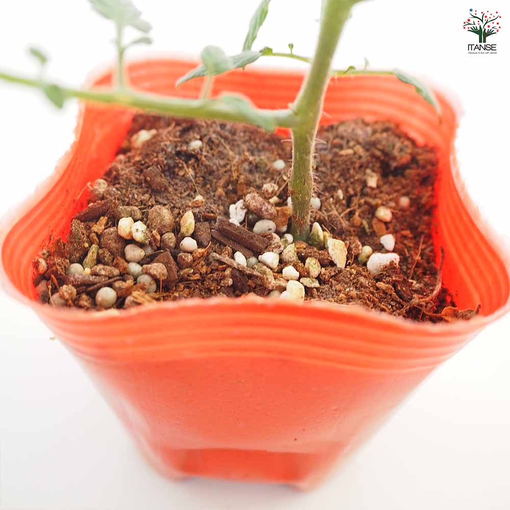 高糖度ミニトマトの苗 ミラクルリッチ2個～ 【野菜の苗 3号】