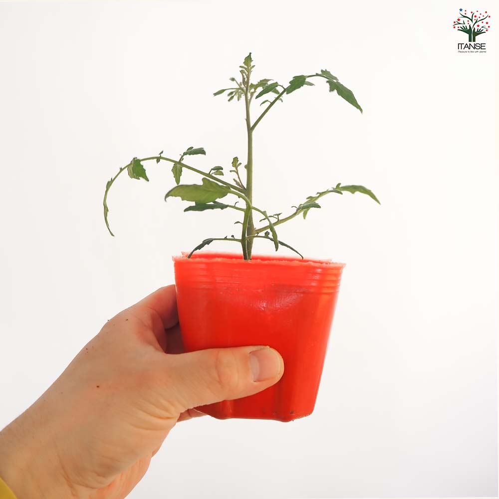 高糖度ミニトマトの苗 ミラクルリッチ2個～ 【野菜の苗 3号】