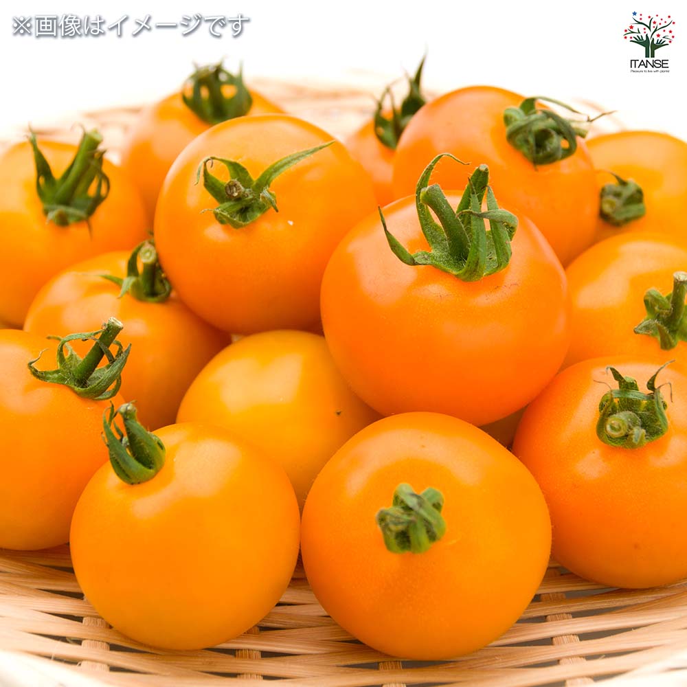 高糖度ミニトマトの苗 ミラクルリッチ2個～ 【野菜の苗 3号】