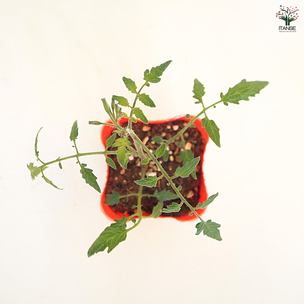 高糖度ミニトマトの苗 ミラクルリッチ2個～ 【野菜の苗 3号】