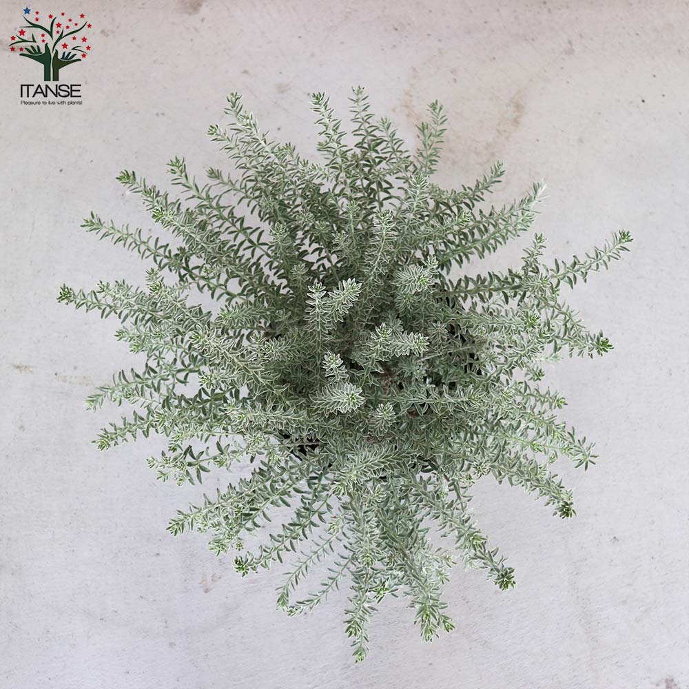 ウエストリンギア スモーキーホワイト【庭木 7号鉢／1個売り