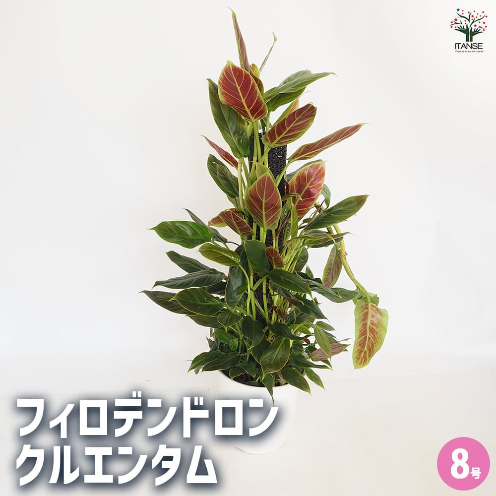 フィロデンドロン クレウンタム 【観葉植物 8号／1個売り】｜ 【植物の