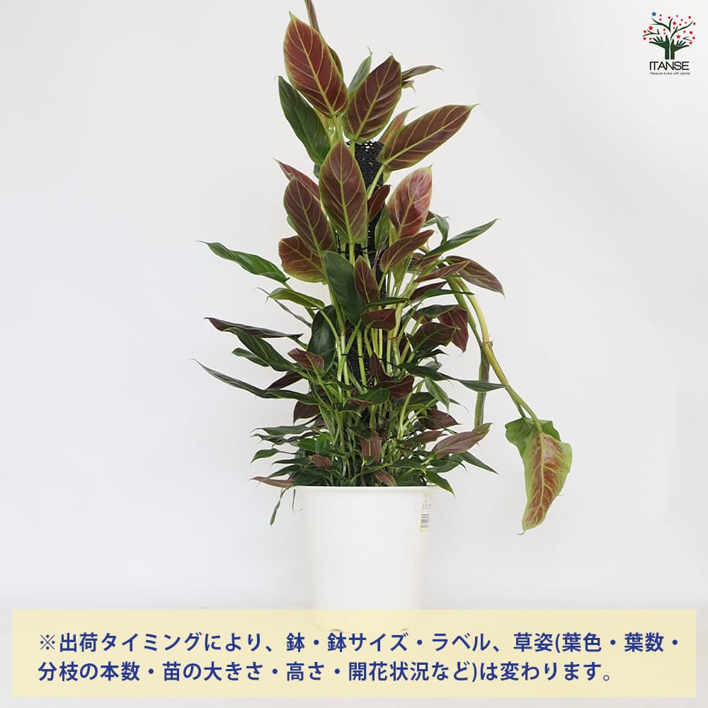 フィロデンドロン クレウンタム 【観葉植物 8号／1個売り】｜ 【植物の