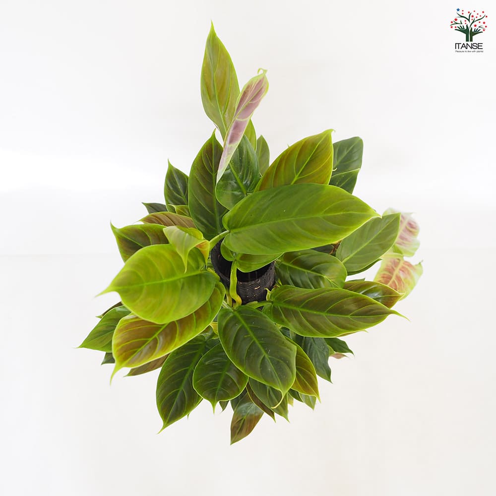 フィロデンドロン クレウンタム 【観葉植物 8号／1個売り】｜ 【植物の