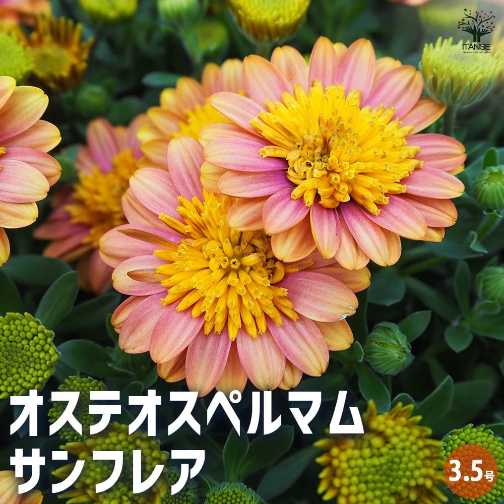 オステオスペルマム サンフレア 【花苗 3.5号】｜ 【植物の