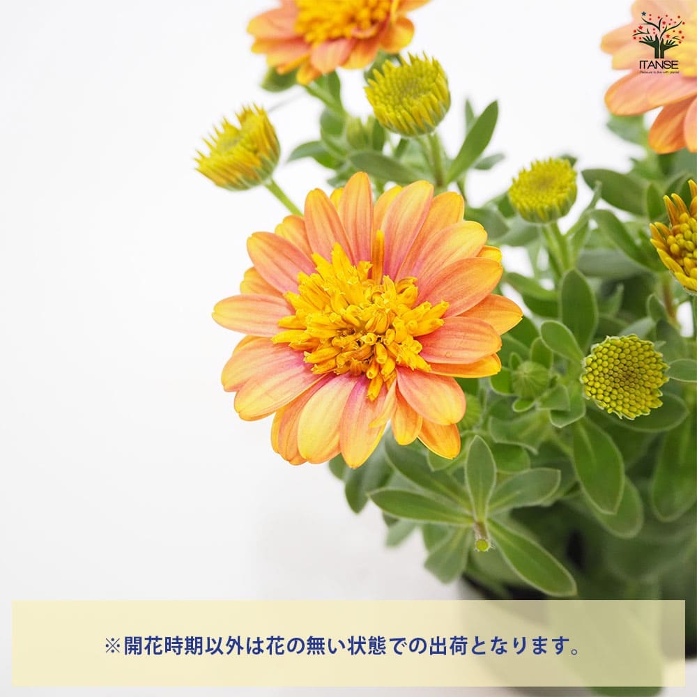 オステオスペルマム サンフレア 【花苗 3.5号】｜ 【植物の