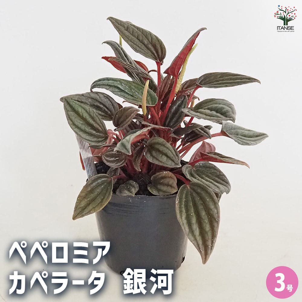 ペペロミア カペラータ 銀河 【観葉植物 3号】｜ 【植物のITANSE