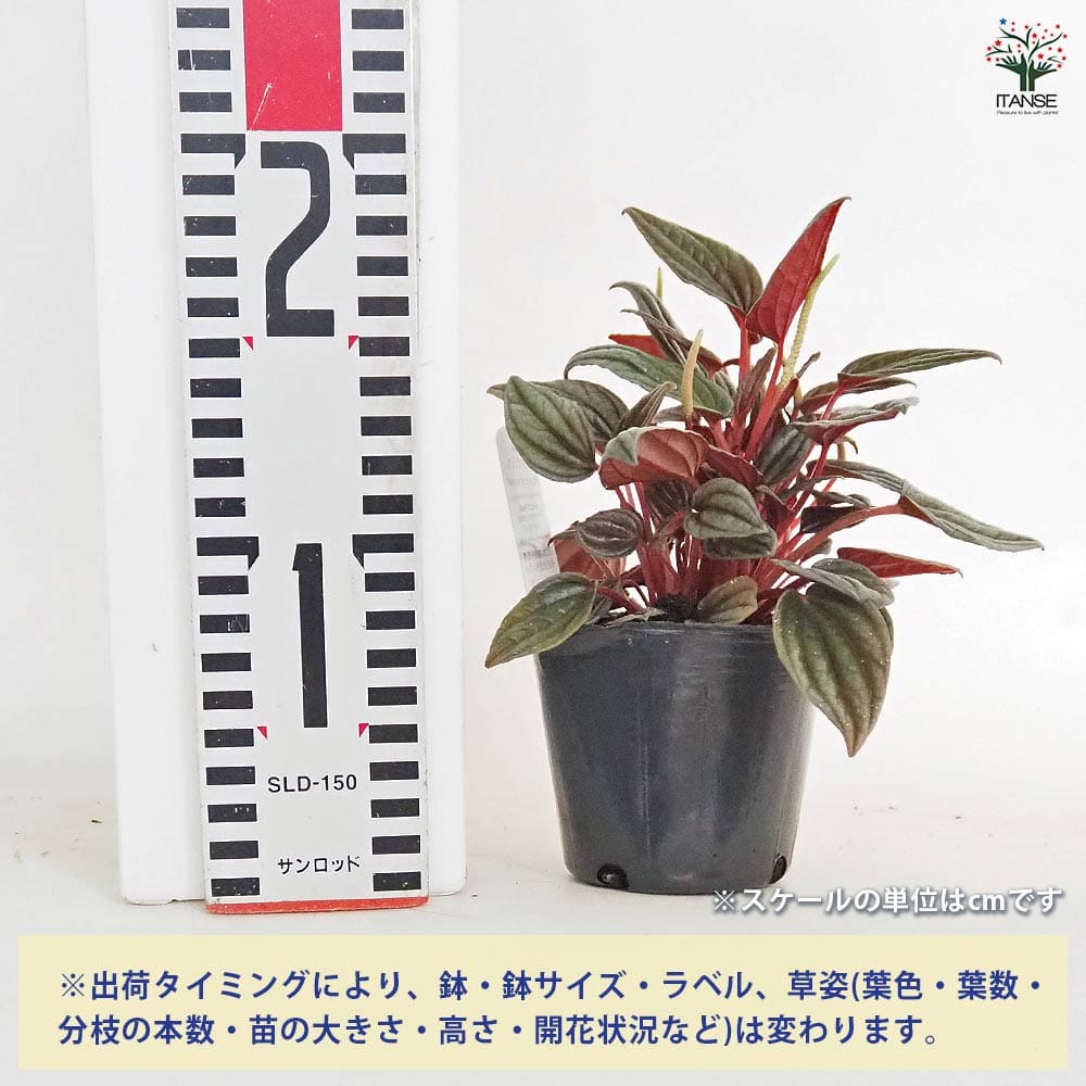 ペペロミア カペラータ 銀河 【観葉植物 3号】