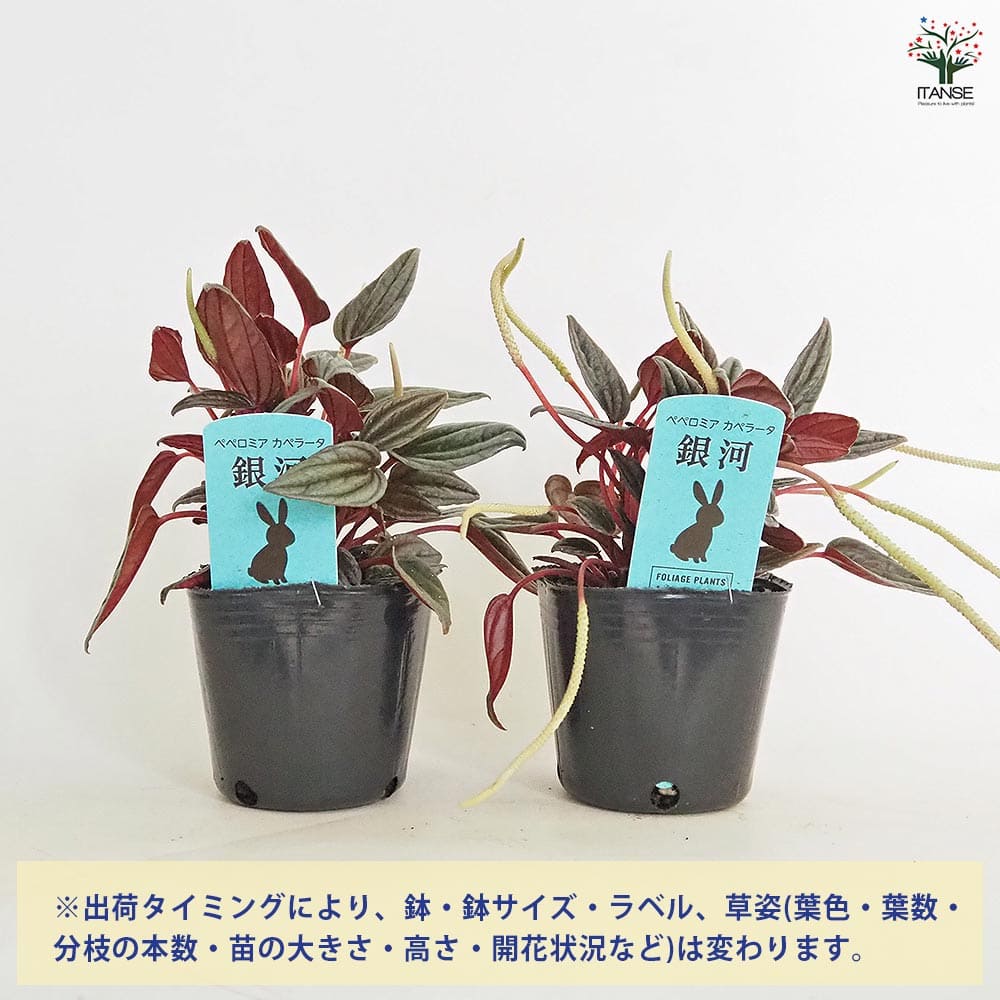 ペペロミア カペラータ 銀河 【観葉植物 3号】｜ 【植物のITANSE