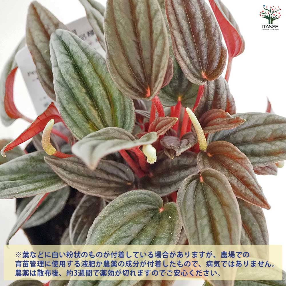 ペペロミア カペラータ 銀河 【観葉植物 3号】｜ 【植物のITANSE