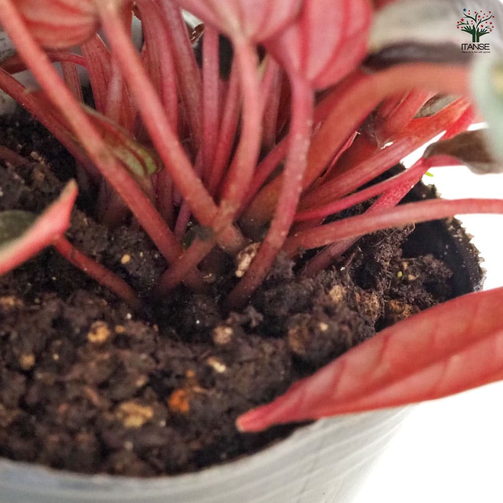 ペペロミア カペラータ 銀河 【観葉植物 3号】