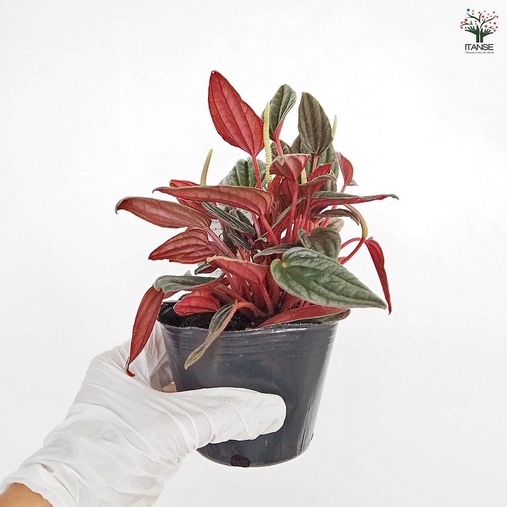 ペペロミア カペラータ 銀河 【観葉植物 3号】