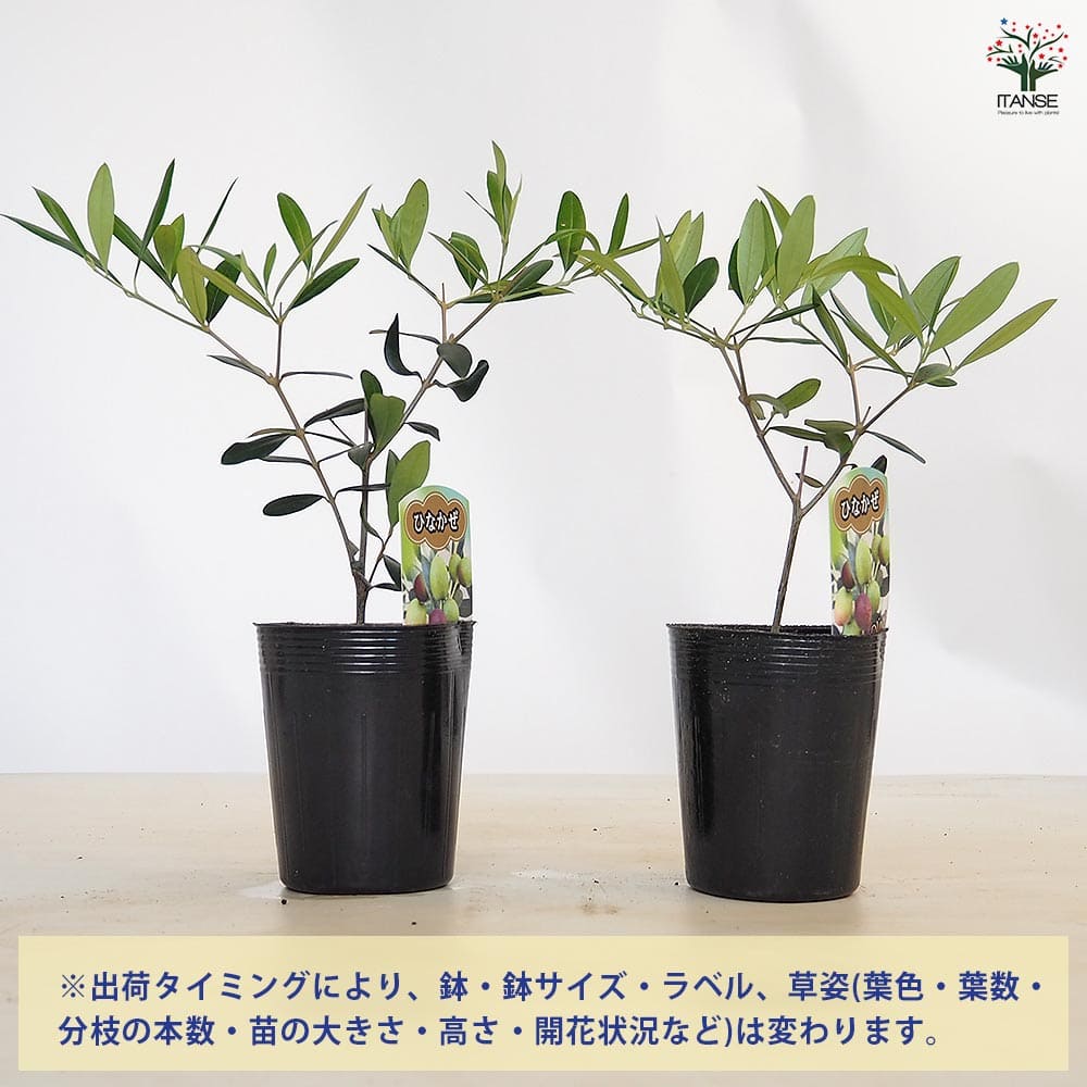 オリーブ ひなかぜ 【果樹の苗 3.5号】｜ 【植物のITANSE