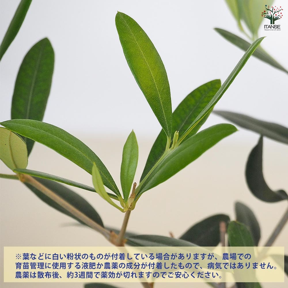 オリーブ ひなかぜ 【果樹の苗 3.5号】