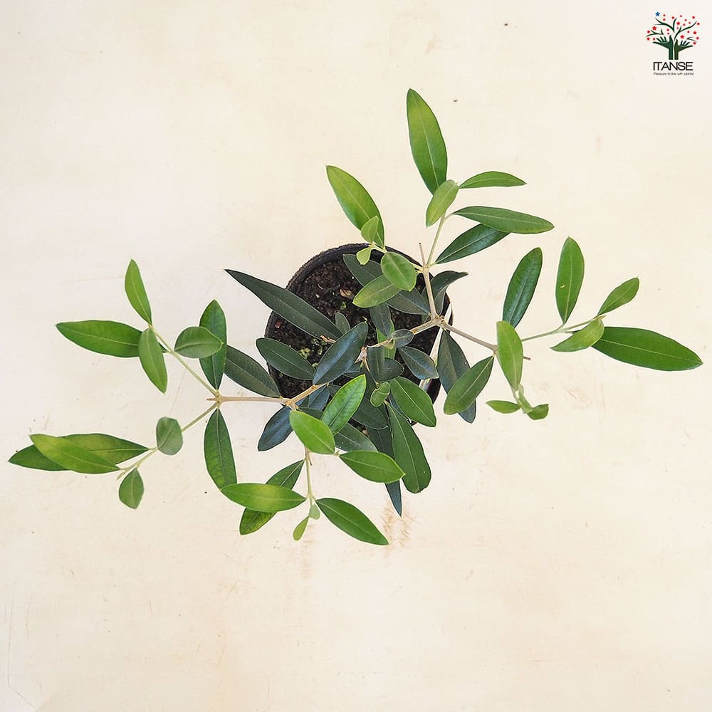 オリーブ ひなかぜ 【果樹の苗 3.5号】