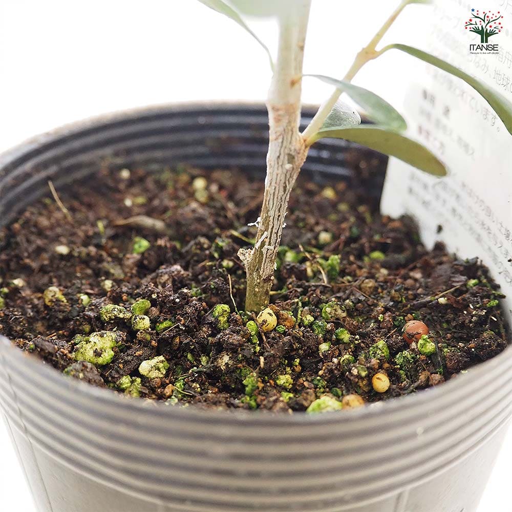 オリーブ ひなかぜ 【果樹の苗 3.5号】｜ 【植物のITANSE】全品