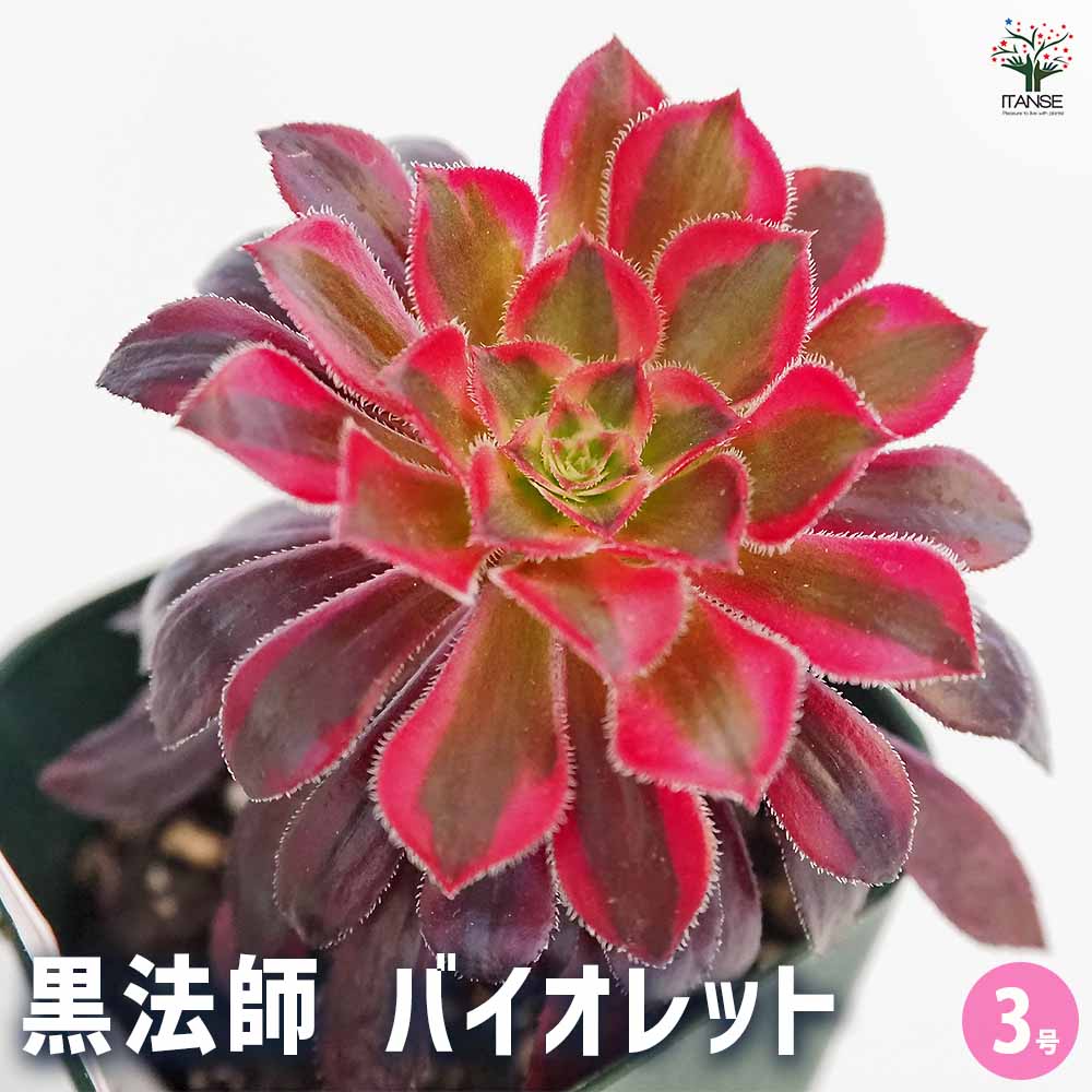 黒法師(サンシモン) バイオレット 【多肉植物 3号】｜ 【植物の